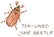 ten lined june beetle